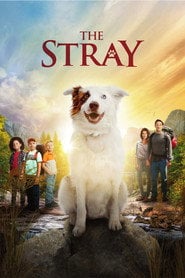 The Stray (2017) • Sprawdź źródła na Vider