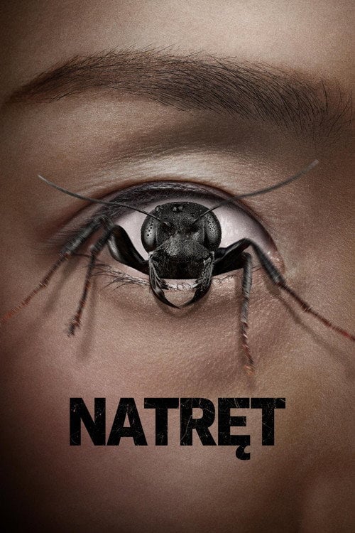 Natręt (2025) • Sprawdź źródła na Vider